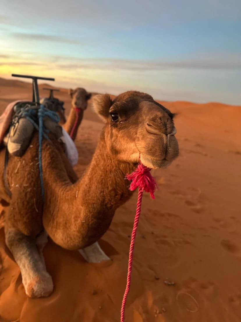 Camels in the desert in Maroco